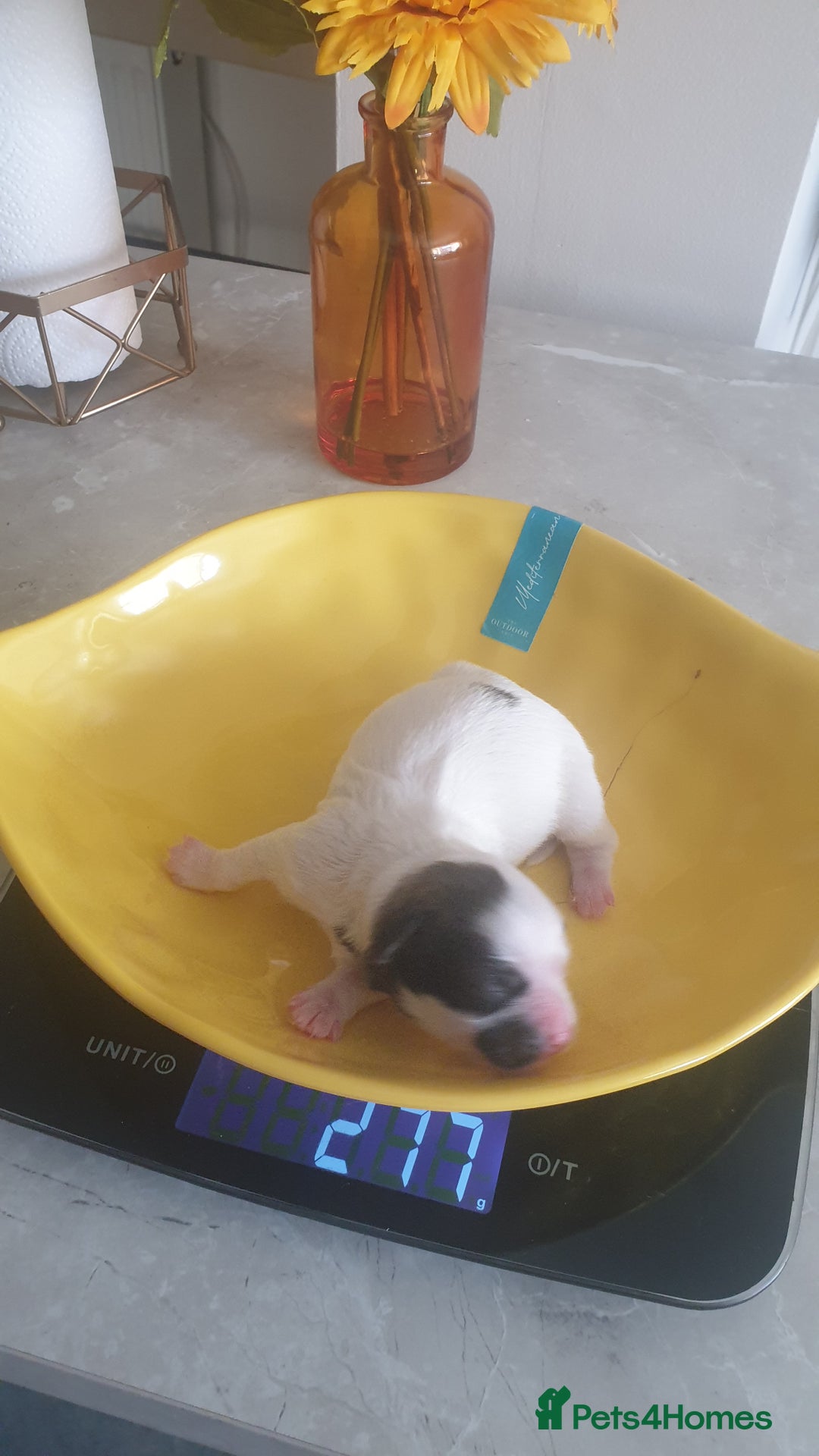 Bichon Frise dogs for sale: Bishon poppy's available  - Image 21