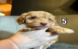 Cockapoo dogs for sale: Lovely Male Cockapoo puppies.  - Image 5