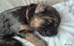 German Shepherd dogs for sale: German Shepherd  - Image 2