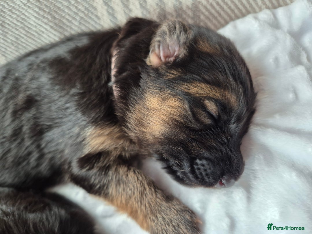 German Shepherd dogs for sale: German Shepherd  - Image 2