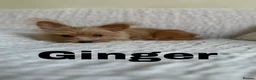Yorkshire Terrier dogs for sale: Gorgeous Yorkshire Terriers - Advert 1