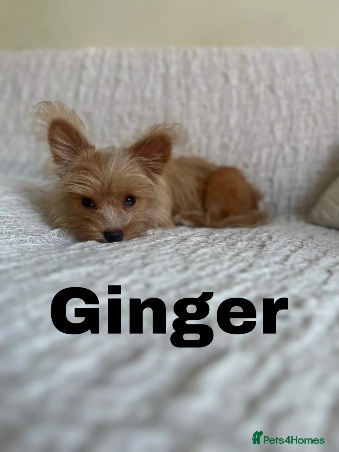 Yorkshire Terrier dogs for sale: Gorgeous Yorkshire Terriers - Advert 1