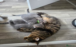 Mixed Breed cats for sale: Adorable kittens - Image 10