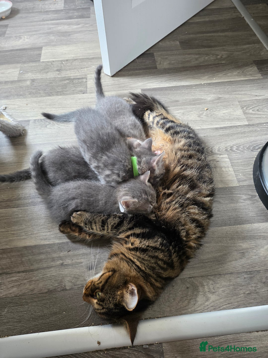 Mixed Breed cats for sale: Adorable kittens - Image 10