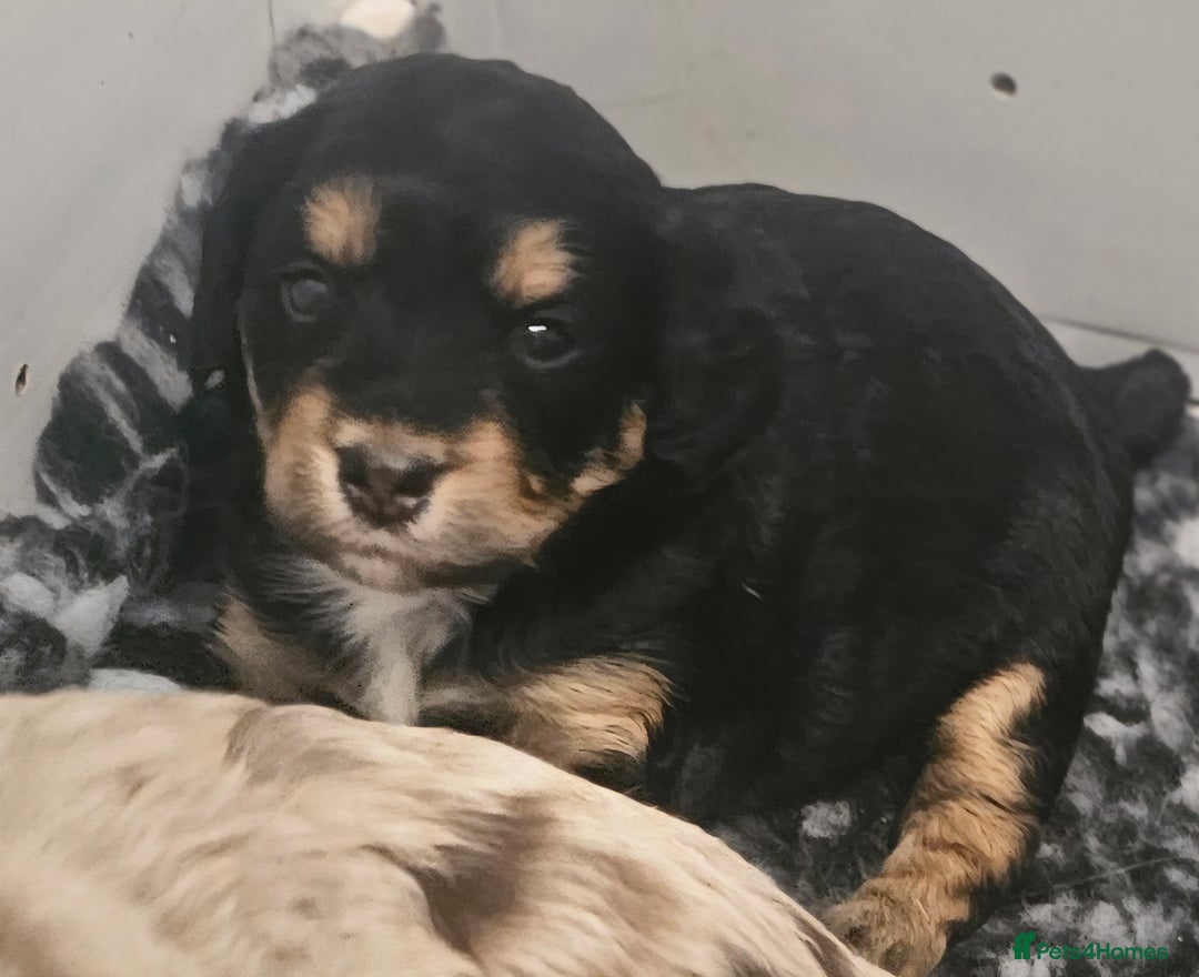 Cockapoo dogs for sale: The best cockapoos  - Image 9