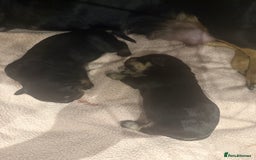 Mixed Breed dogs for sale: French weiner puppies - Image 13