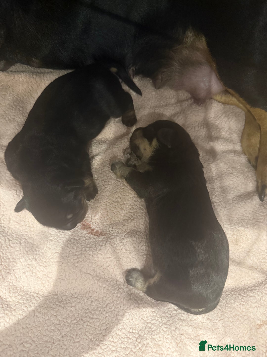 Mixed Breed dogs for sale: French weiner puppies - Image 13
