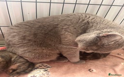 British Shorthair cats for sale: british shorthair kittens available  - Image 6