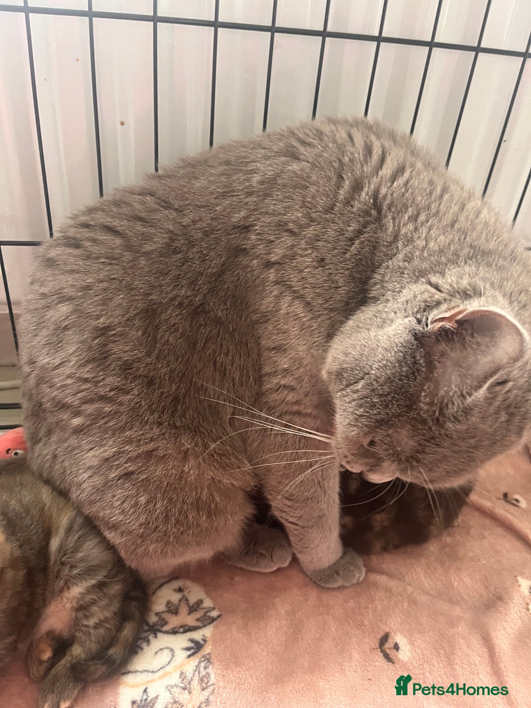 British Shorthair cats for sale: british shorthair kittens available  - Image 6