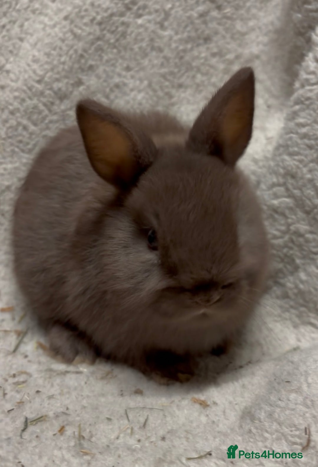 Netherland Dwarf rabbits for sale: 1 beautiful male chocolate netherland - Advert 2