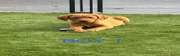 Labrador Retriever dogs for sale: 🐾 6 Red Fox Labrador Puppies 🐾 - Advert 3