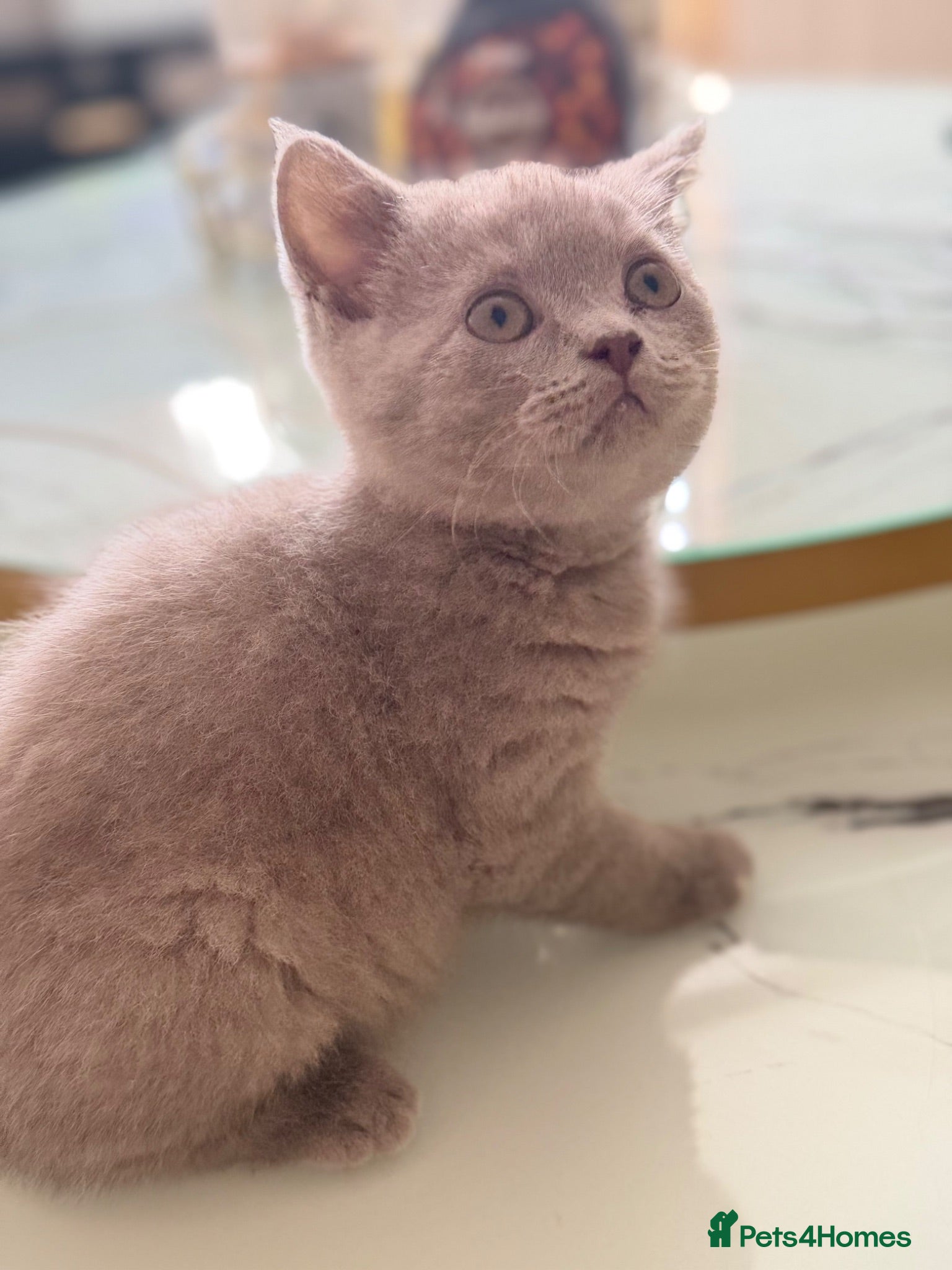 British Shorthair cats Lilac British short hair Boy - Advert 1