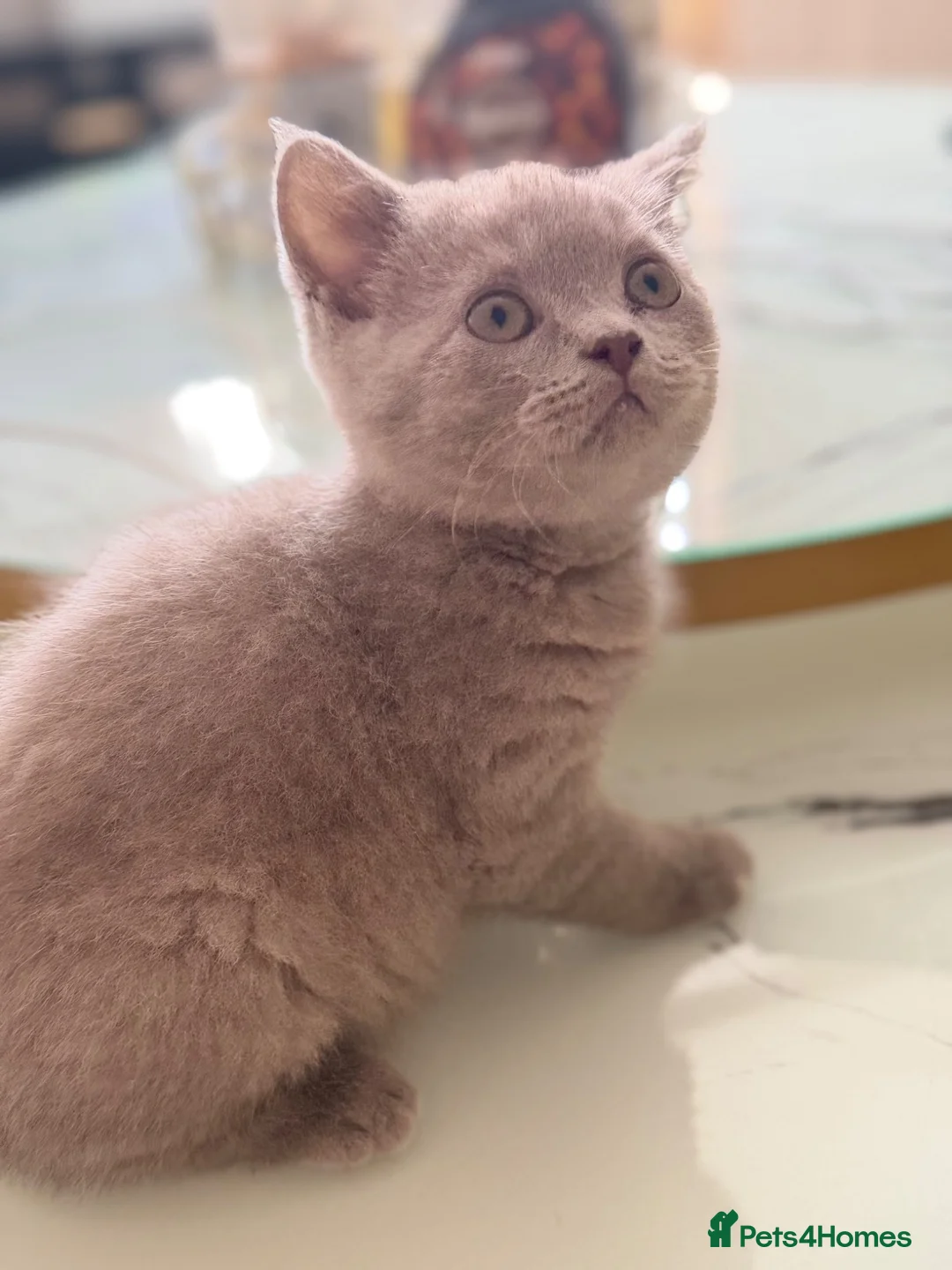 British Shorthair cats for sale: Lilac British short hair Boy - Advert 1