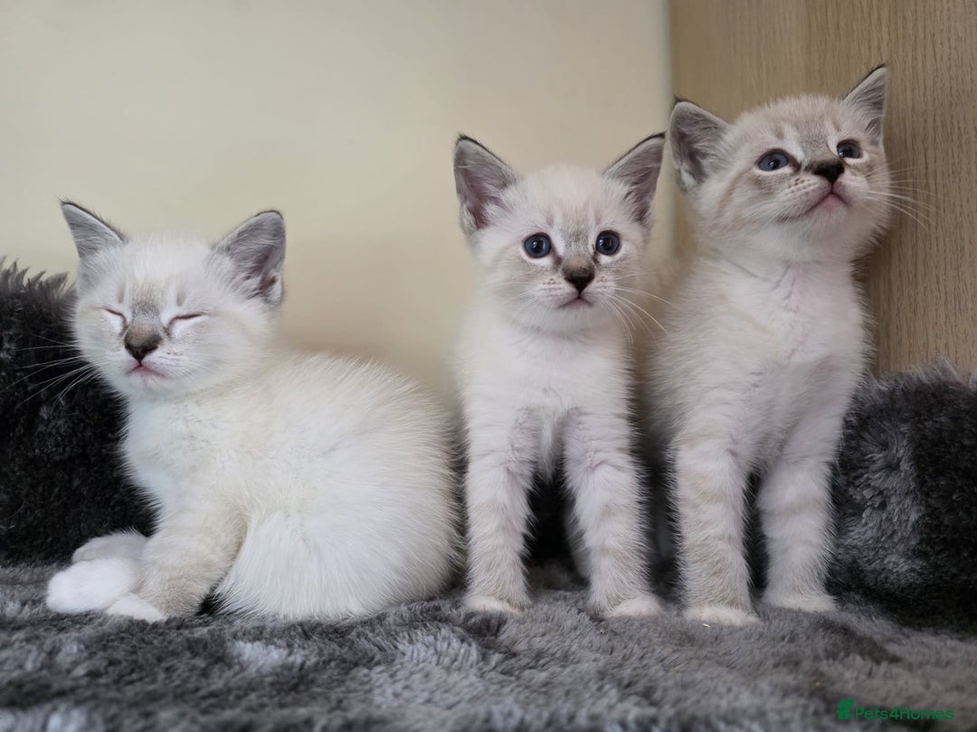 Ragdoll cats for sale: Ragdoll Cross kittens  - Image 22