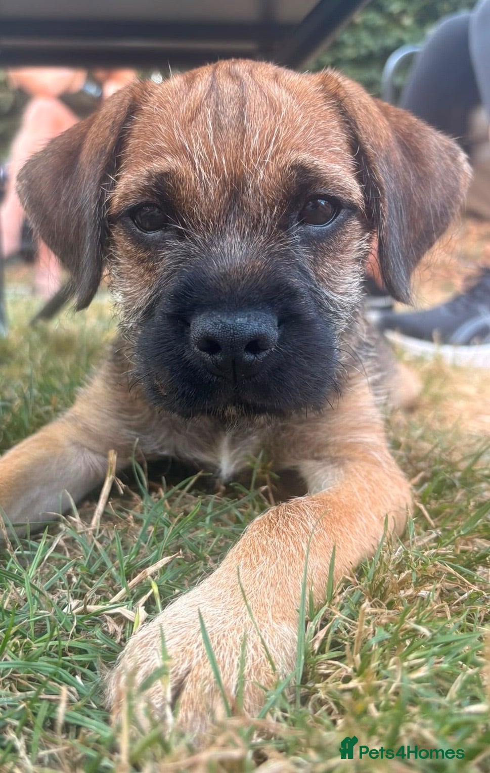 Border Terrier dogs KC registered Border Terrier puppies  - Advert 1