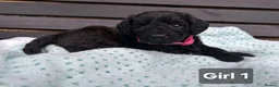 Labradoodle dogs for sale: Adorable Miniture F1B Labradoodle puppies - Advert 8
