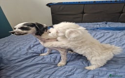 Bichon Frise dogs for sale: 3 Bichion frise girls for sale !! - Image 8