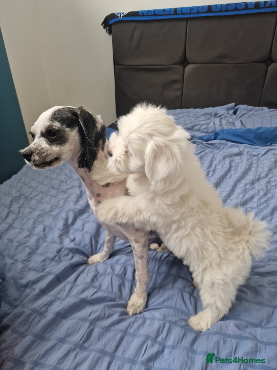 Bichon Frise dogs for sale: 3 Bichion frise girls for sale !! - Image 8
