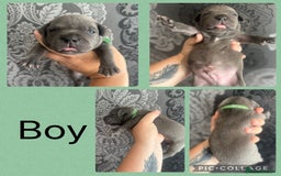 Staffordshire Bull Terrier dogs for sale: Blue and white stafffordshire terrier puppies - Image 2