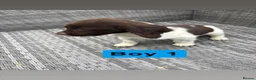 Sprocker dogs for sale: Sprocker spaniel puppies  - Advert 3