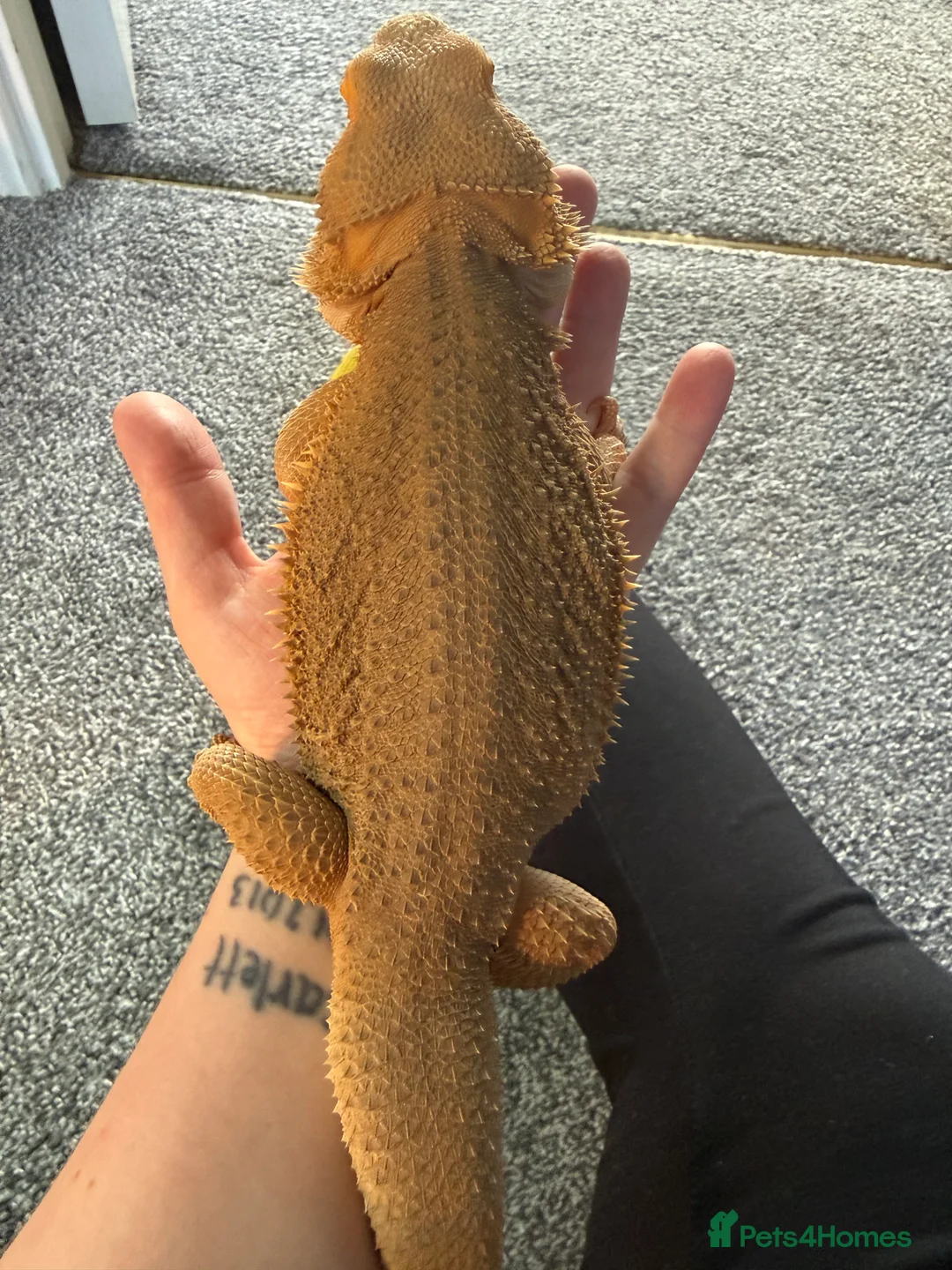 Bearded Dragon reptiles for sale: Male zero bearded dragon - Advert 5