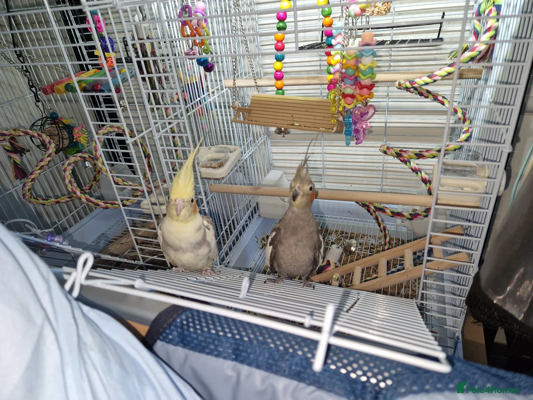 Cockatiels birds for sale: Pair of beautiful cockatiels  in Hemel Hempstead - Advert 2