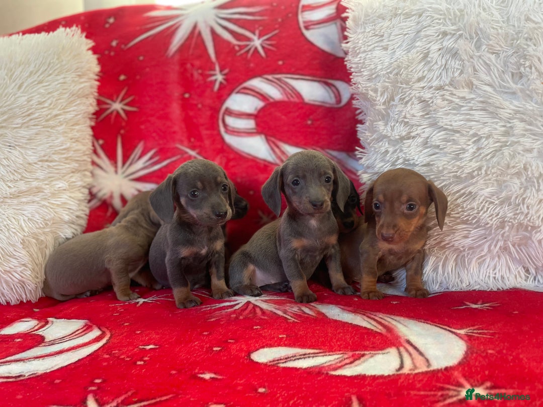 Dachshund dogs for sale: Beautiful Dachunds ready from 23rd December  - Advert 11