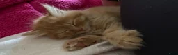 Turkish Angora cats for sale: 6 x Turkish Angora kittens - longhaired stunners - Advert 12