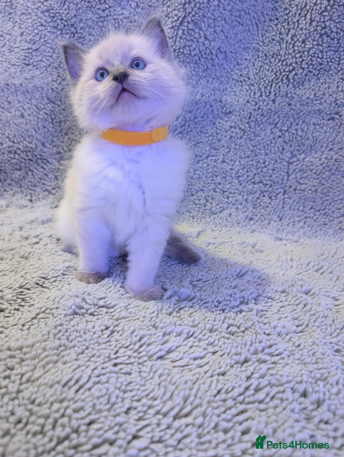 Ragdoll cats ✨🐾 STUNNING BLUE POINT RAGDOLL KITTENS – £600 🐾✨ - Advert 3