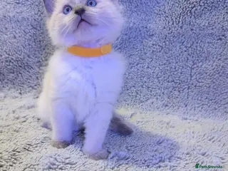 Ragdoll cats ✨🐾 STUNNING BLUE POINT RAGDOLL KITTENS – £600 🐾✨ - Advert 3