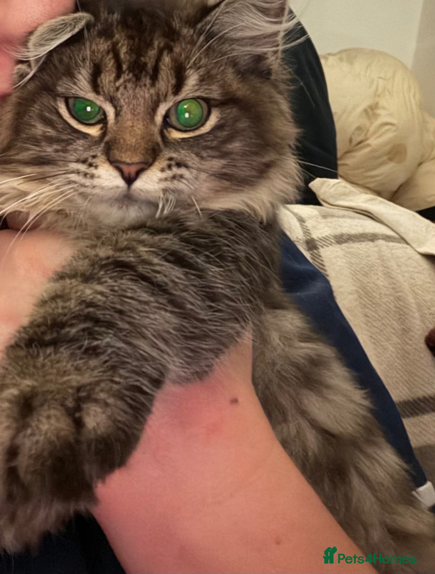 Maine Coon cats for sale: Maincoon x Ragdoll - Advert 8