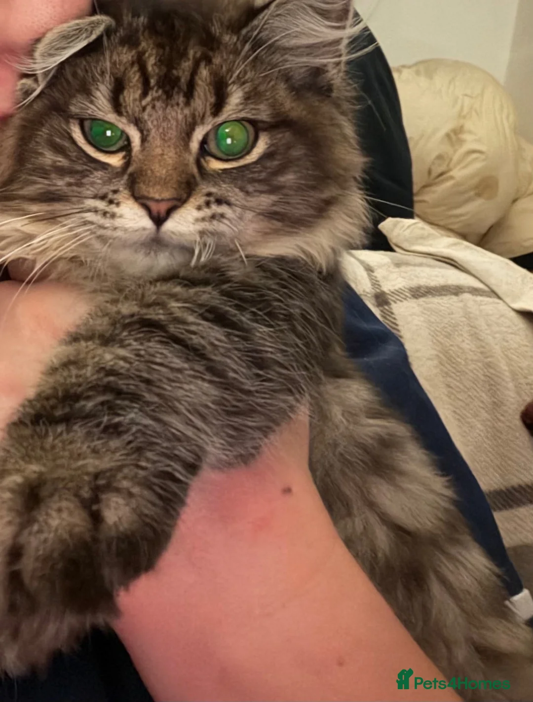 Maine Coon cats for sale: Maincoon x Ragdoll - Advert 1