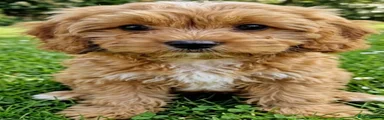 Cavapoo 2