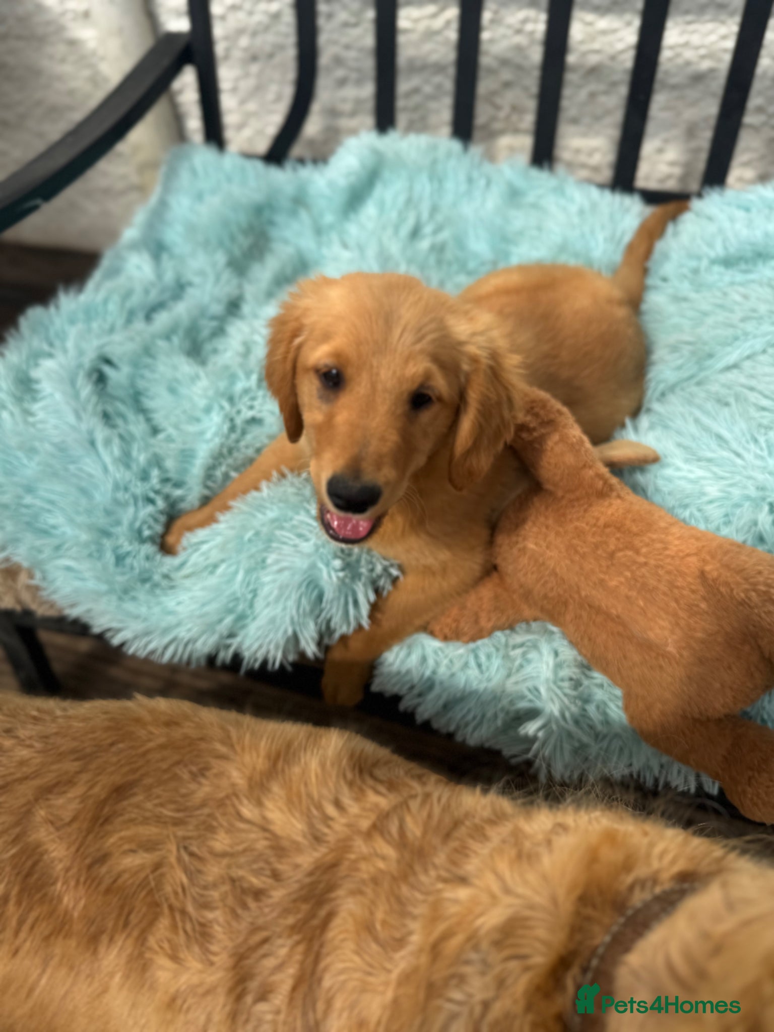 Golden Retriever dogs Charlie - healthy happy super friendly boy - Advert 1