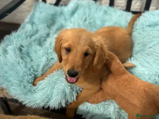 Golden Retriever dogs for sale: Charlie - healthy happy super friendly boy - Advert 1