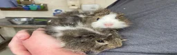 Guinea Pig rodents for sale: 10 week old male guinea pigs in Torrington - Advert 21