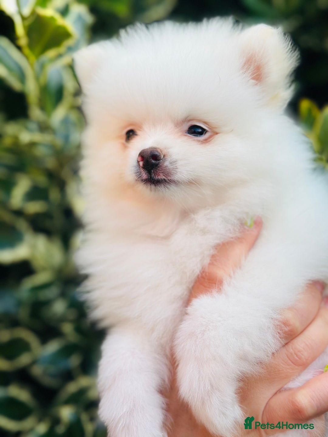 Pomeranian dogs for sale: 3 Gorgeous Pomeranian Puppies-Ready for New Homes - Image 6