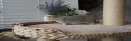 Munchkin cats for sale: ⚜️Rare munchkins⚜️ - Advert 21