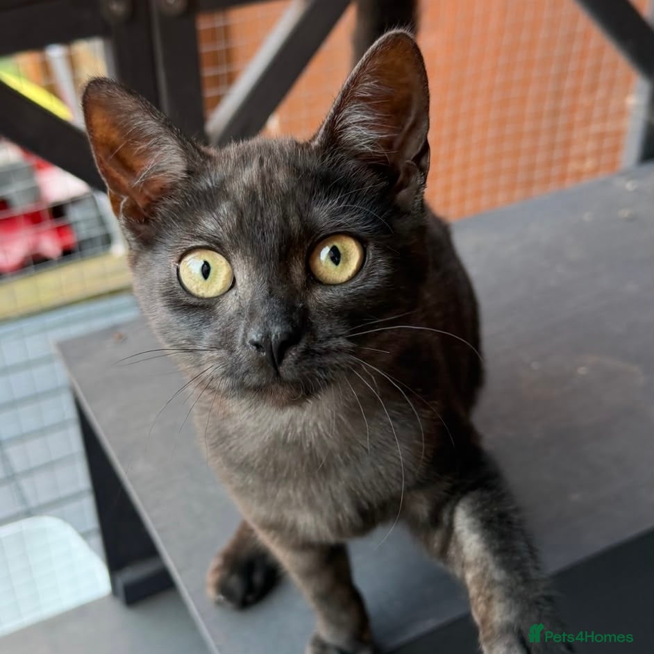 Domestic Shorthair cats Hetty, 5 month old female kitten  - Advert 12