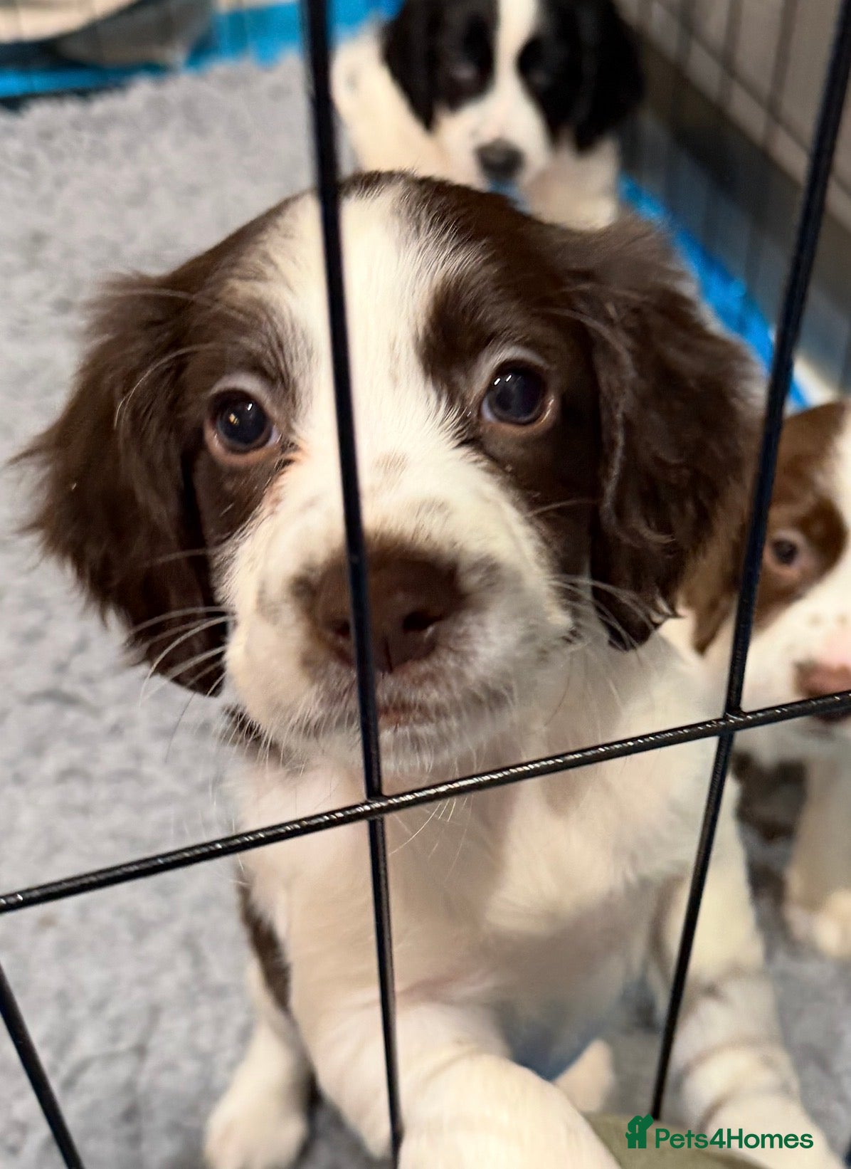 Sprocker dogs Gorgeous sprockers reduced £650 - Advert 5