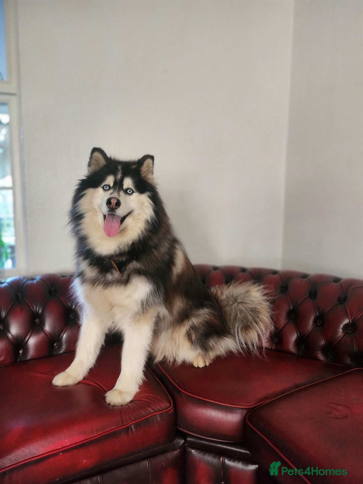 Utonagan dogs Alaskan malamute Husky  - Advert 5