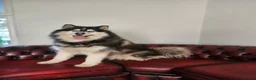 Utonagan dogs for sale: Alaskan malamute Husky  in York - Advert 1