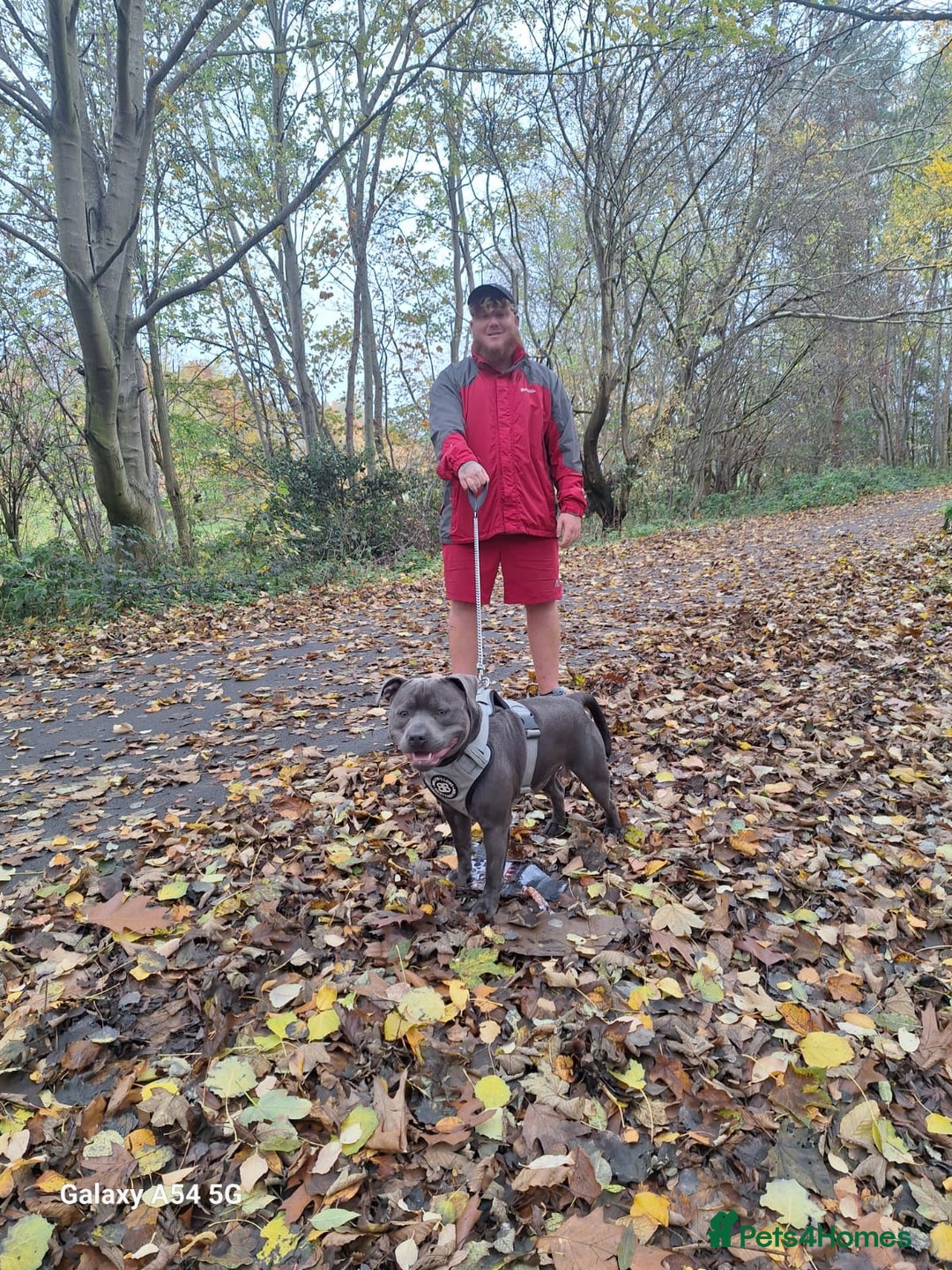 Staffordshire Bull Terrier dogs for stud: **FOR STUD** KC REGISTERED BLUE STAFF BULL TERRIOR - Advert 25