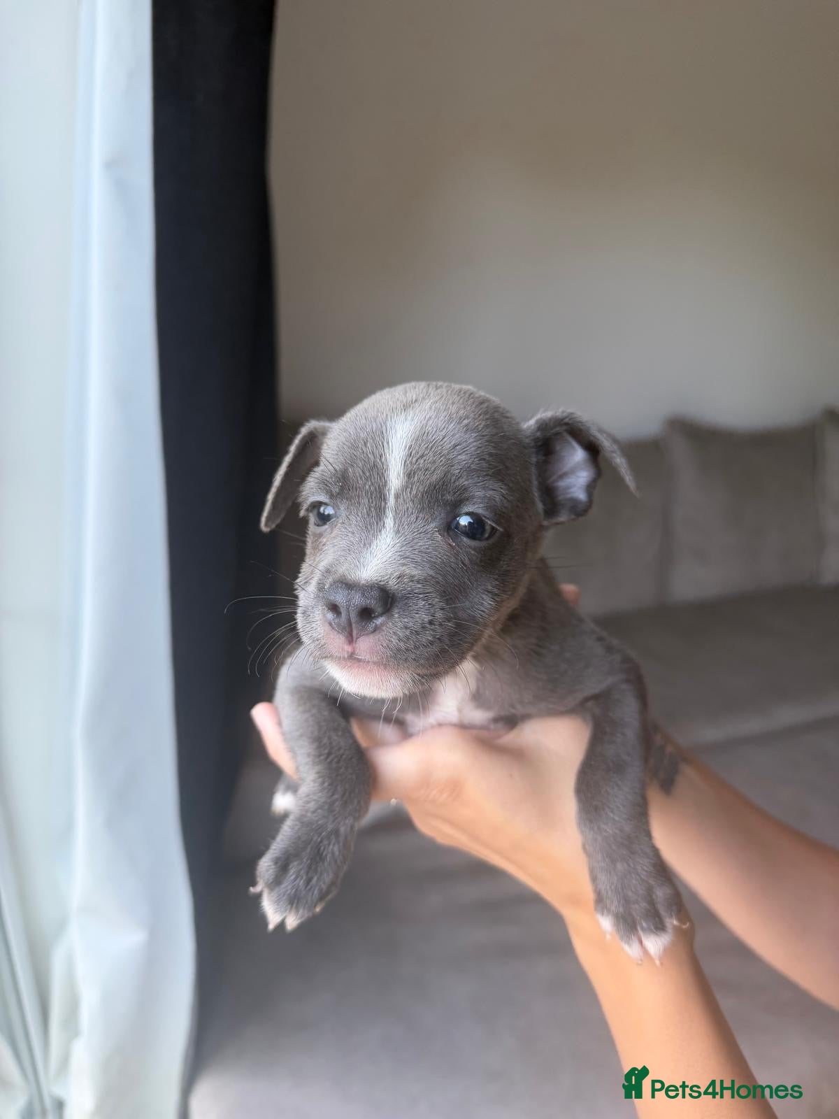 Staffordshire Bull Terrier dogs Blue Staffordshire bull terrier  - Advert 2