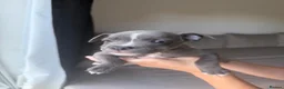 Staffordshire Bull Terrier dogs for sale: Blue Staffordshire bull terrier  - Advert 5