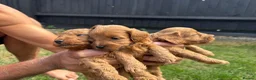 Cockapoo dogs for sale: F1b cockapoo  - Advert 8