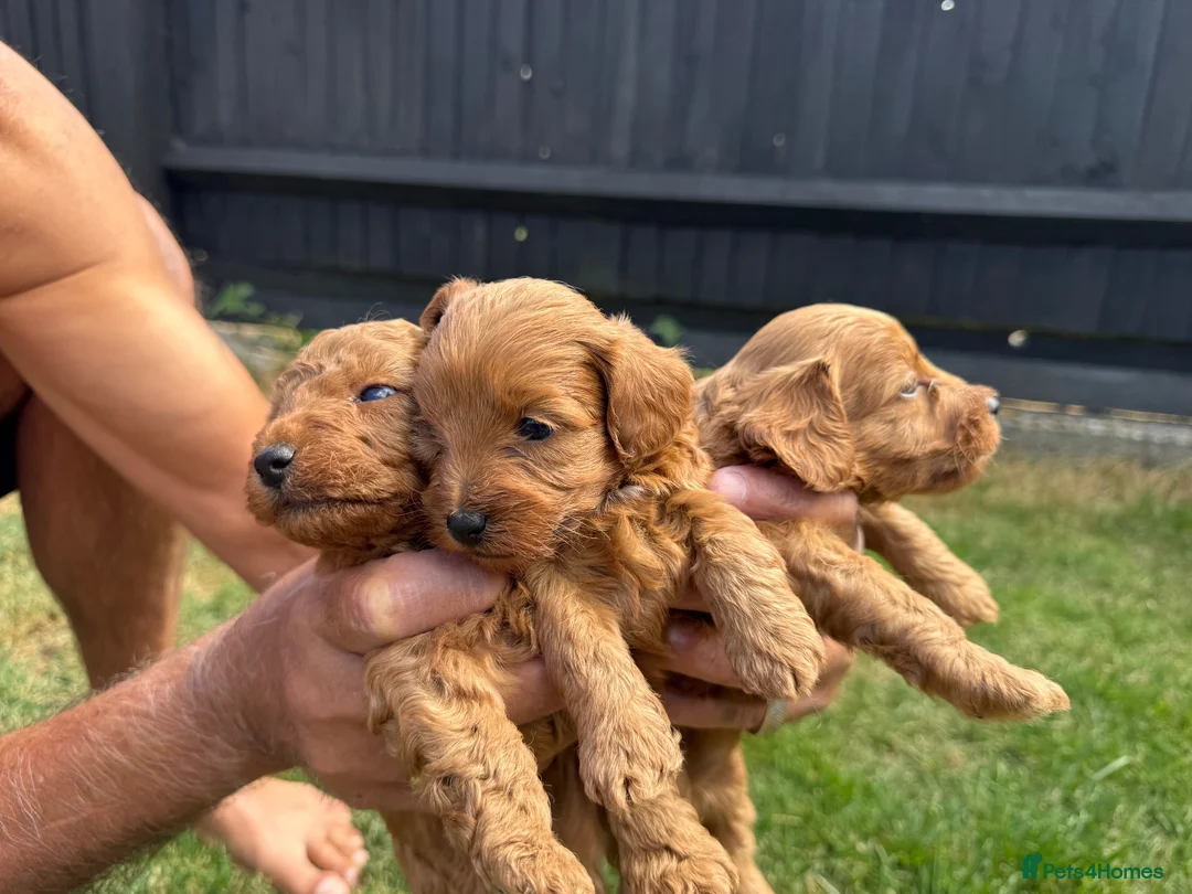 Cockapoo dogs for sale: F1b cockapoo  - Advert 8