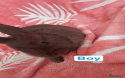 Mixed Breed rabbits for sale: Updated in 7 November bunnies - Advert 17