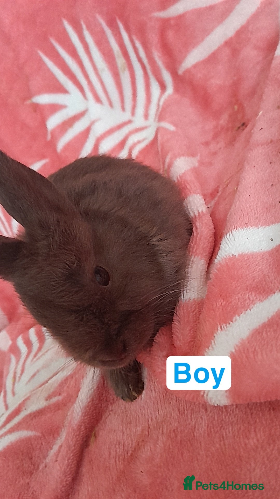 Mixed Breed rabbits for sale: Updated in 7 November bunnies - Advert 17