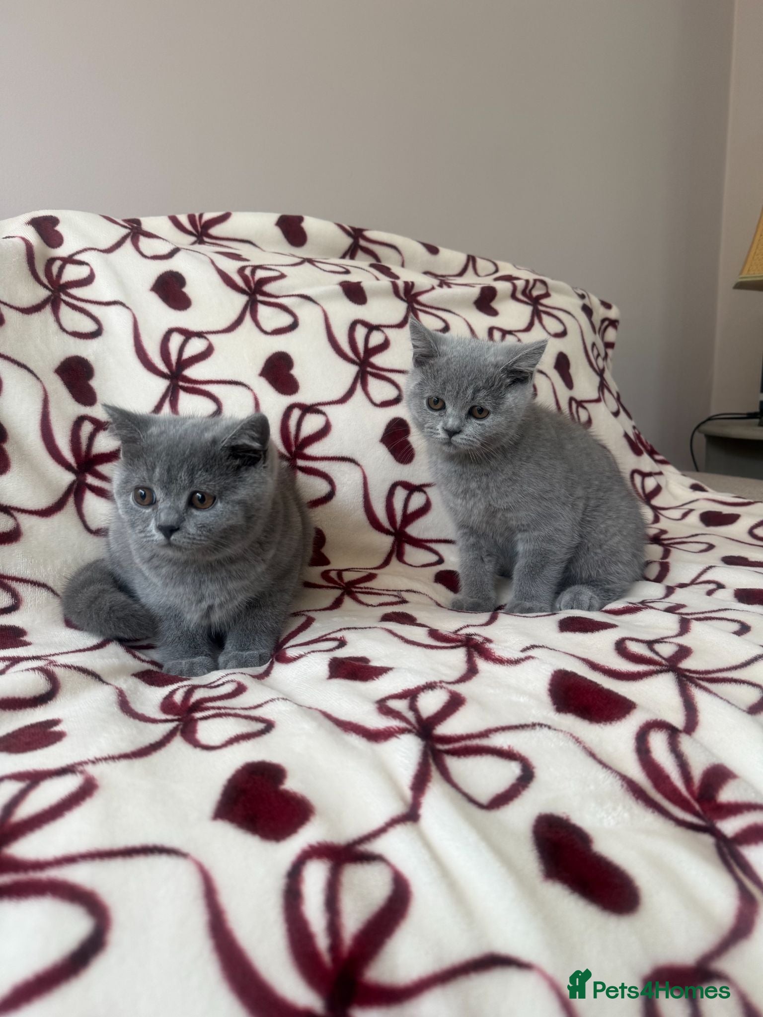 British Shorthair cats Beautiful British Shorhair Kittens for Sale - Advert 2